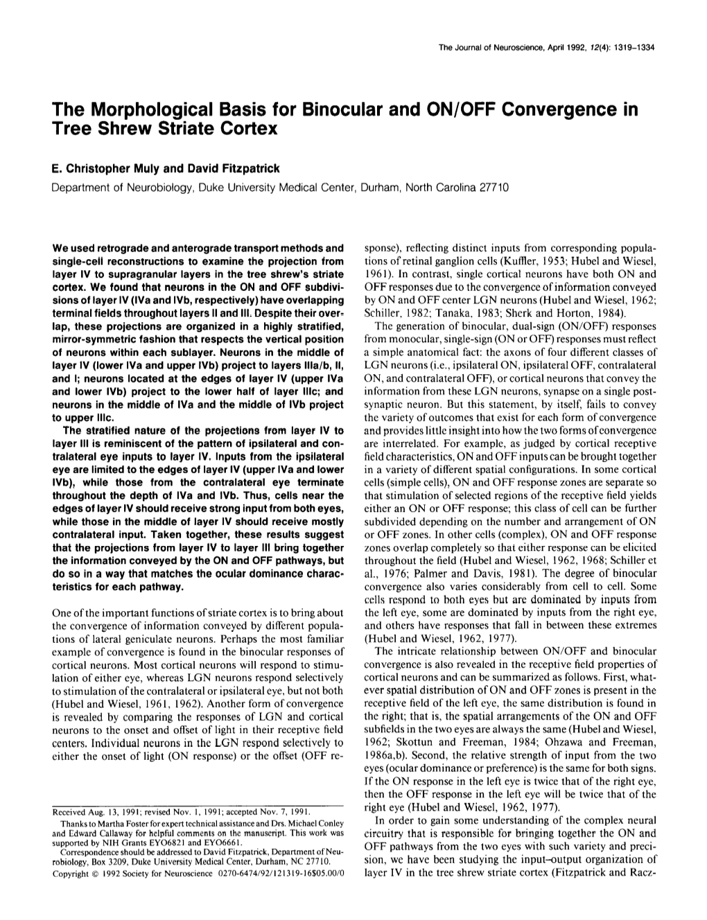 The Morphological Basis for Binocular and ON/OFF Convergence in Tree Shrew Striate Cortex