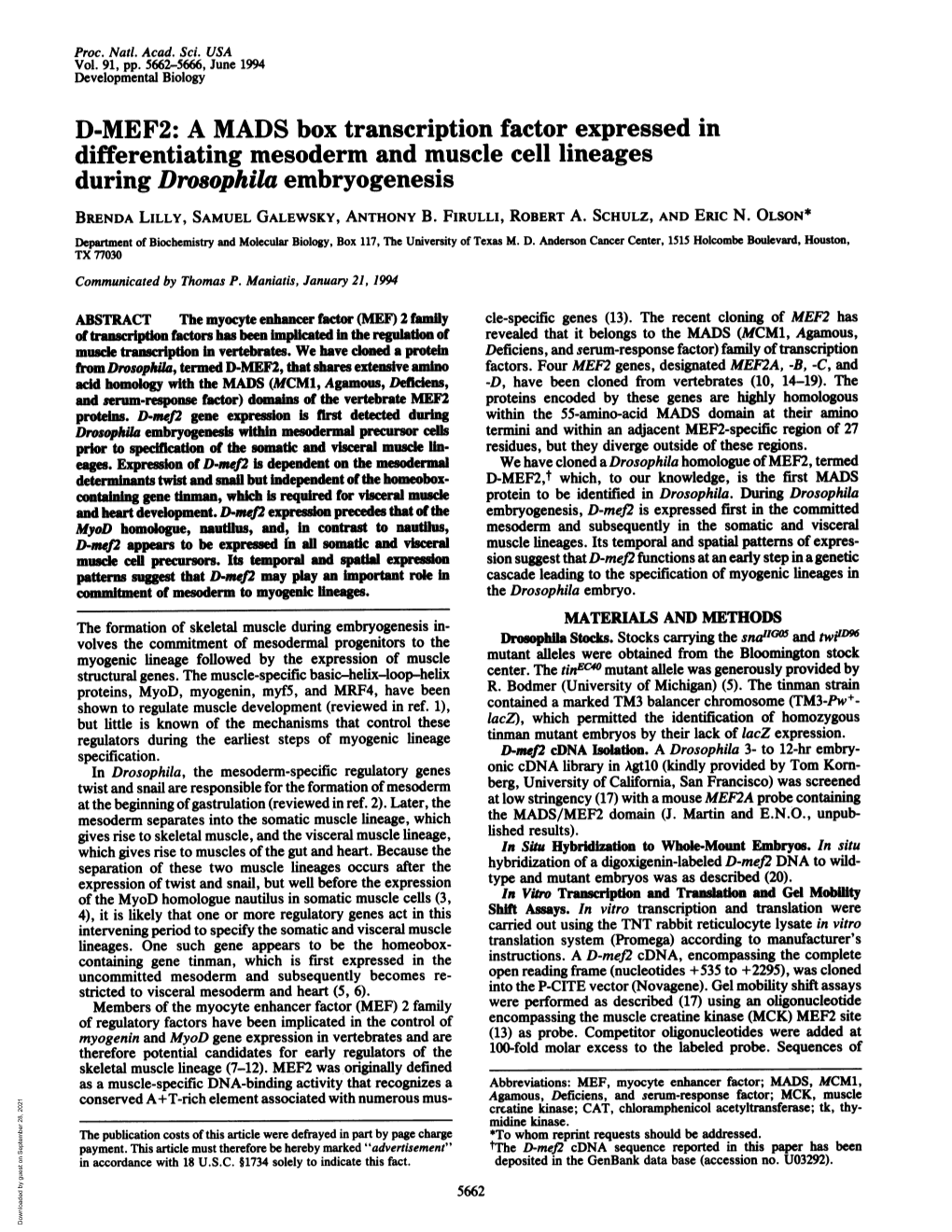 Differentiating Mesoderm and Muscle Cell Lineages During Drosophila Embryogenesis BRENDA LILLY, SAMUEL GALEWSKY, ANTHONY B