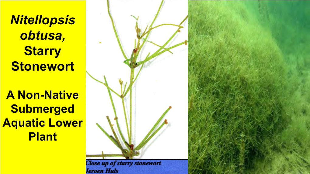 Starry Stonewort