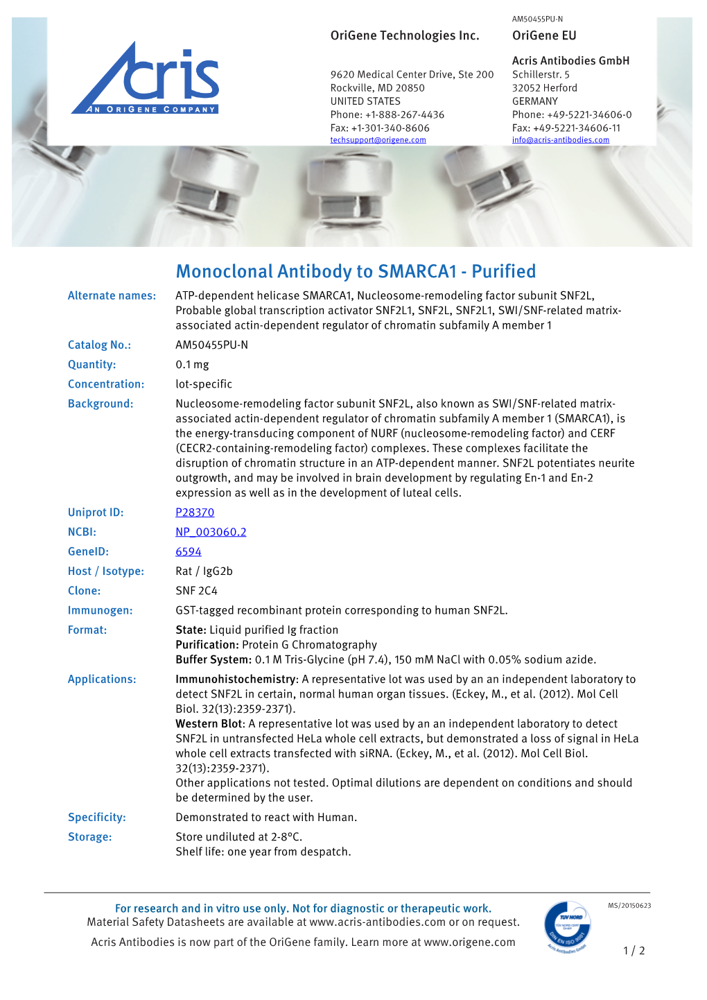 Monoclonal Antibody to SMARCA1