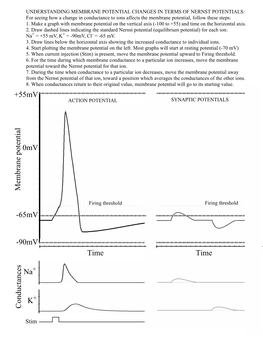 Nernst Potentials and Membrane Potential Changes