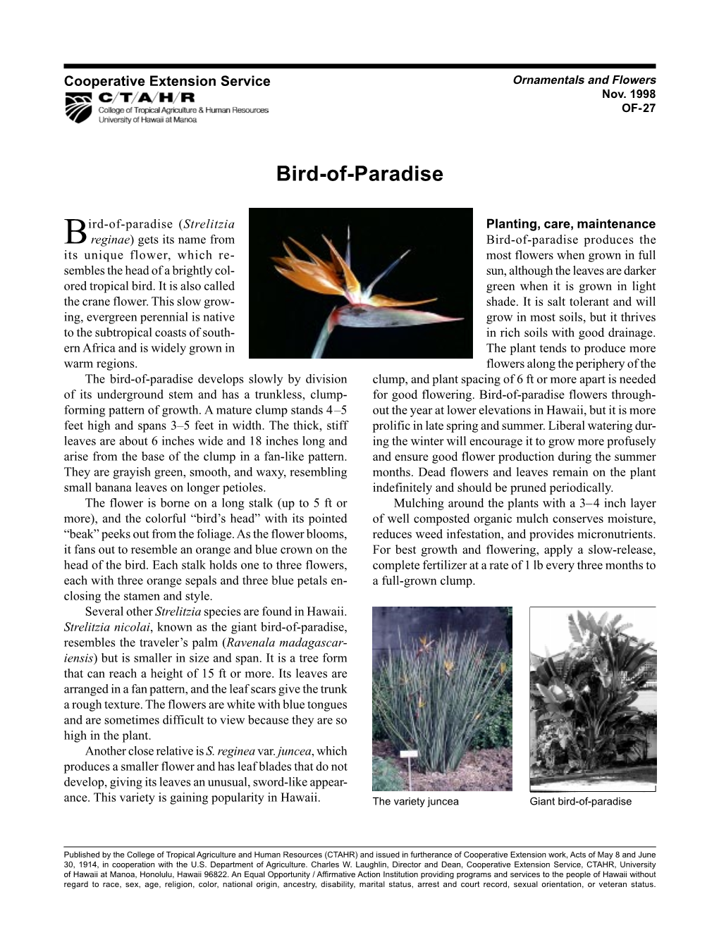 Bird-Of-Paradise