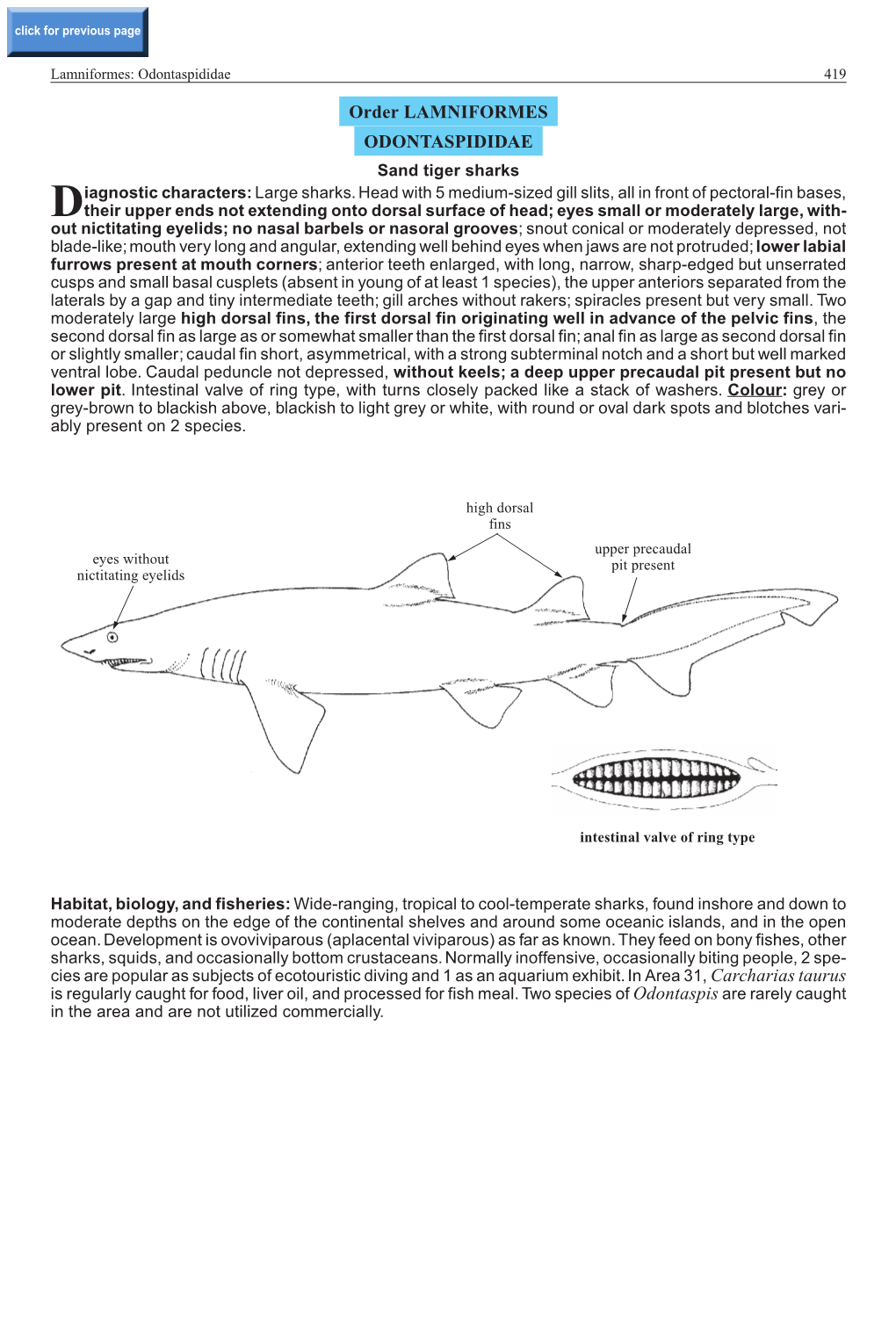 Order LAMNIFORMES ODONTASPIDIDAE Sand Tiger Sharks Iagnostic Characters: Large Sharks