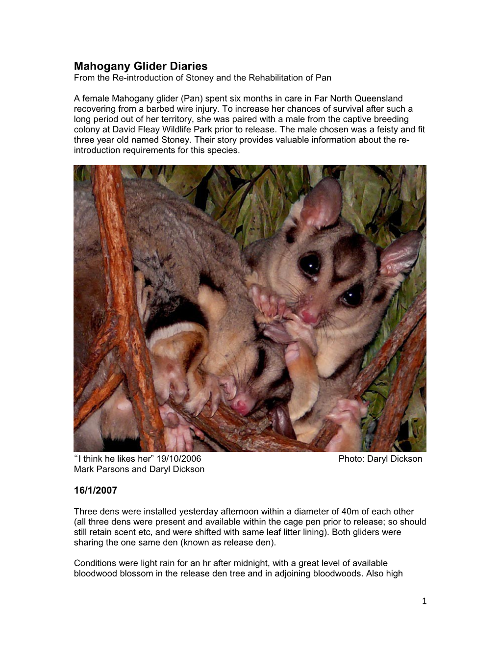 Mahogany Glider Diaries