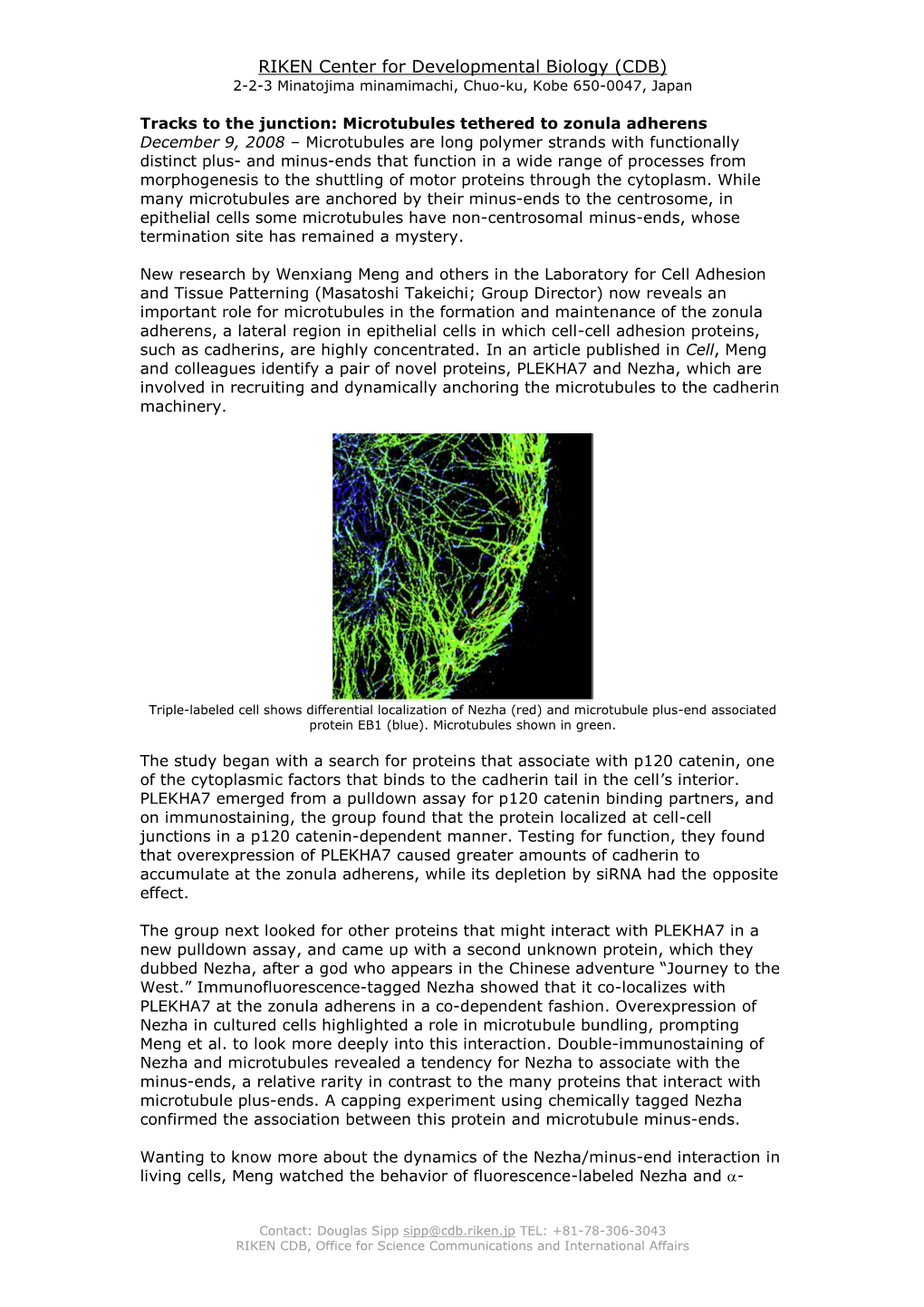 Tracks to the Junction:Microtubules Tethered to Zonula Adherens