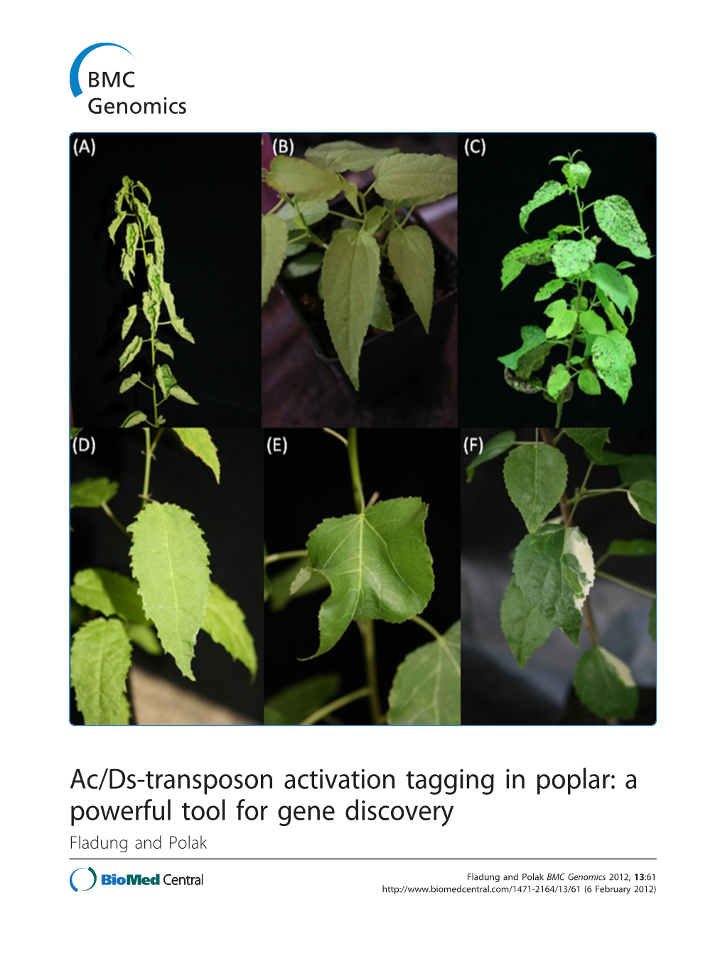 Ac/Ds-Transposon Activation Tagging in Poplar: a Powerful Tool for Gene Discovery Fladung and Polak