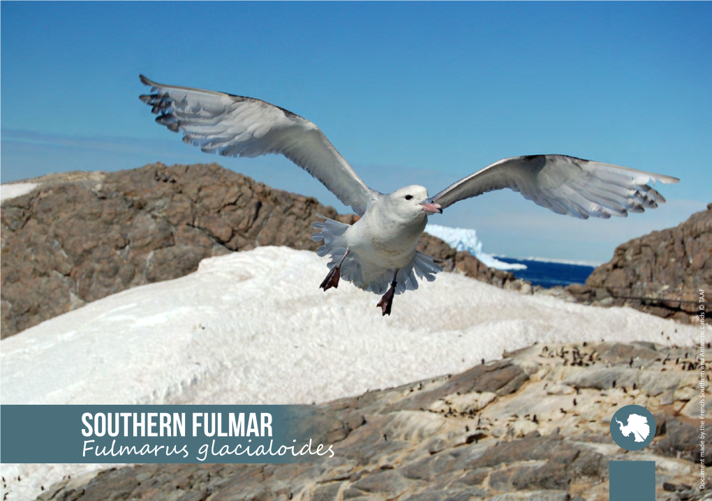 Southern Fulmar