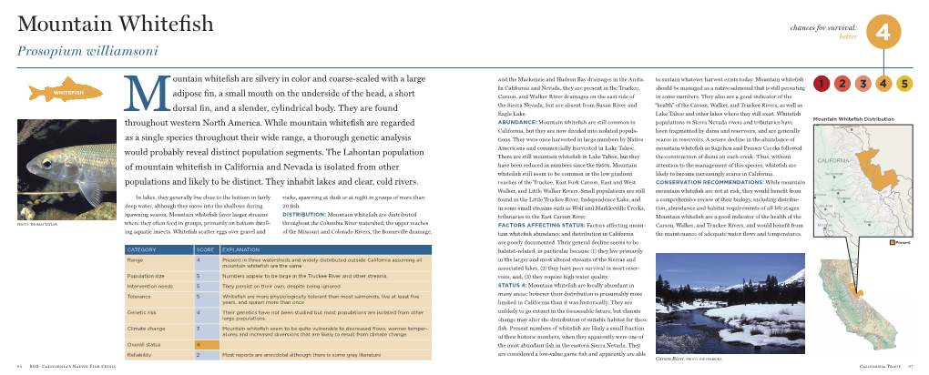 Mountain Whitefish Chances for Survival: Better 4 Prosopium Williamsoni