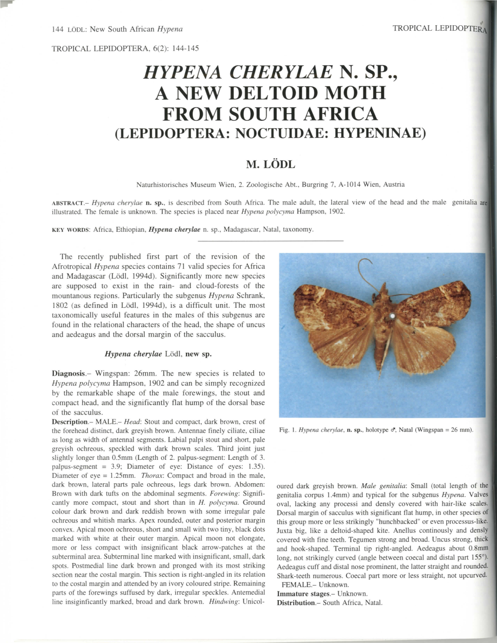 Hypena Cherylae N. Sp., a New Deltoid Moth from South Africa (Lepidoptera: Noctuidae: Hypeninae)