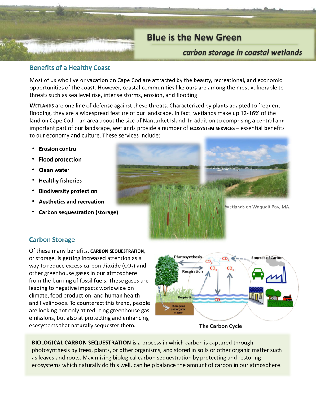 Blue Carbon Fact Sheet