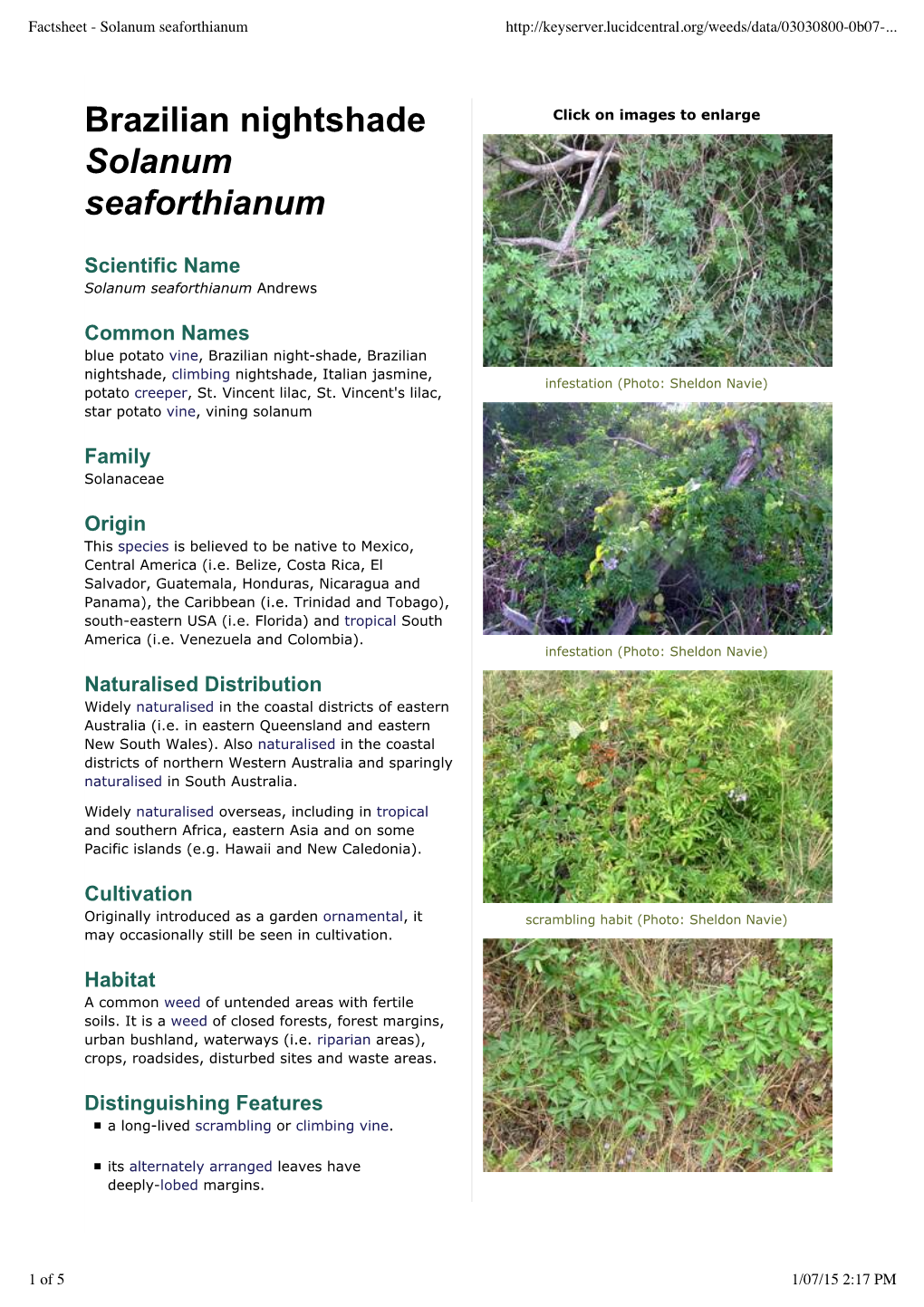 Solanum Seaforthianum