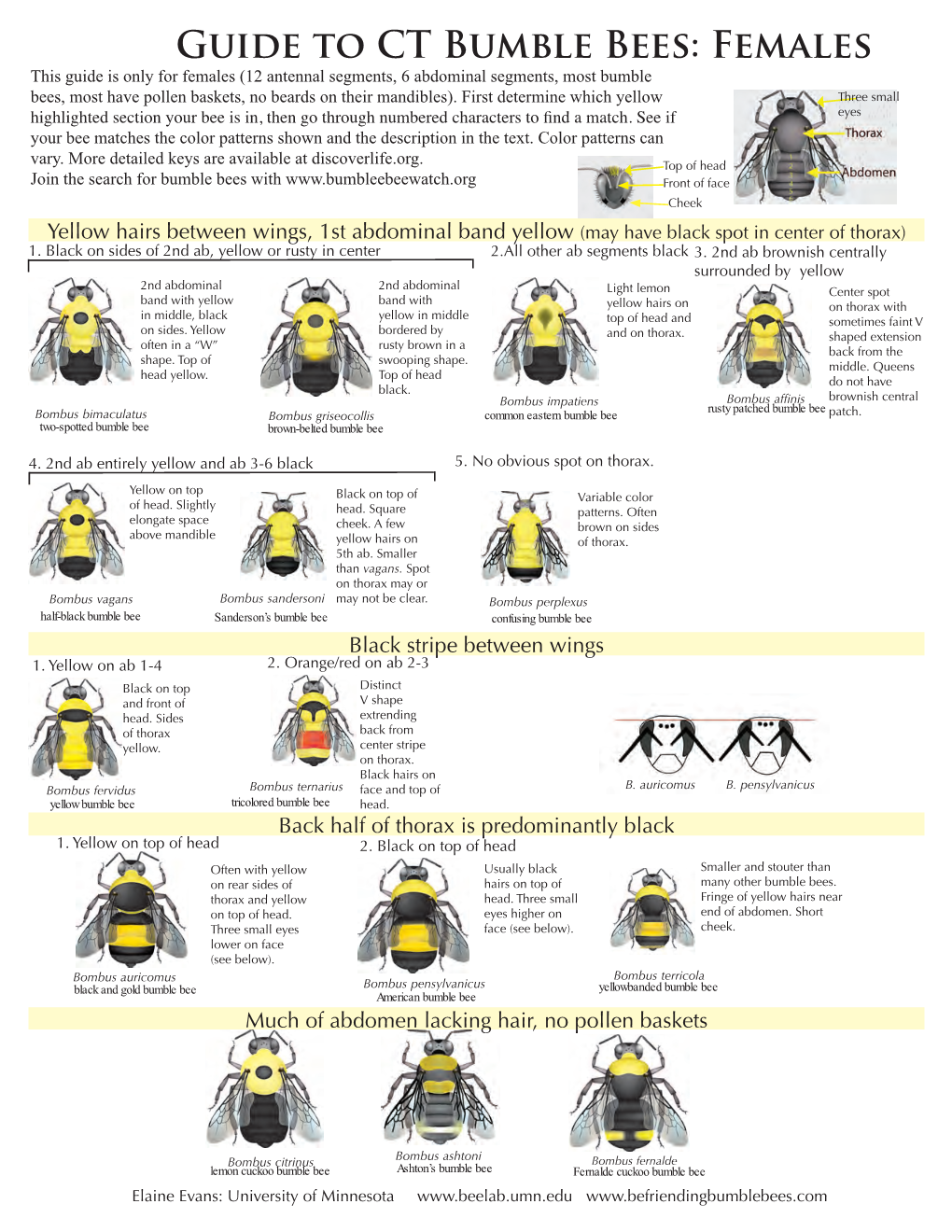 Bumble Bees of CT-Females