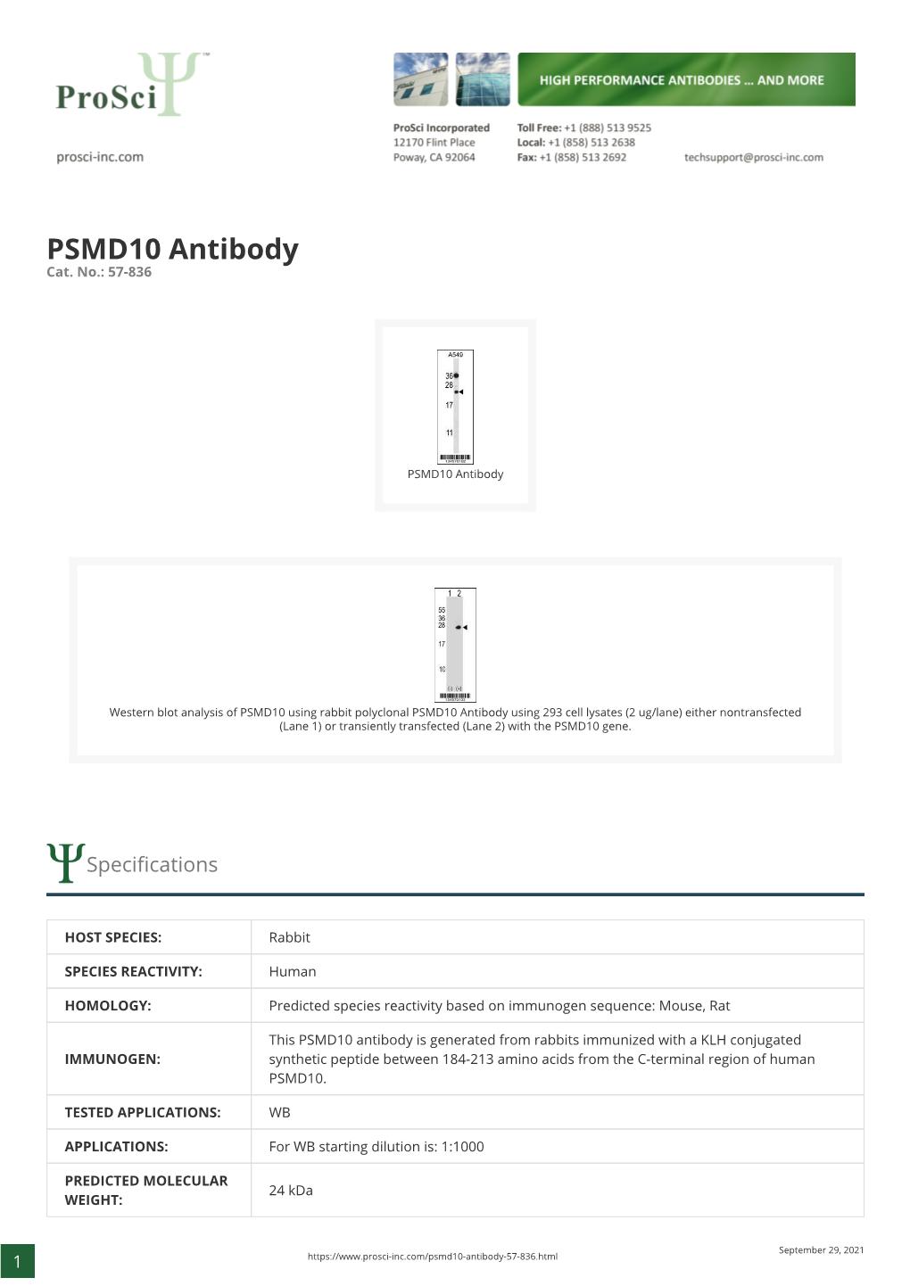 PSMD10 Antibody Cat
