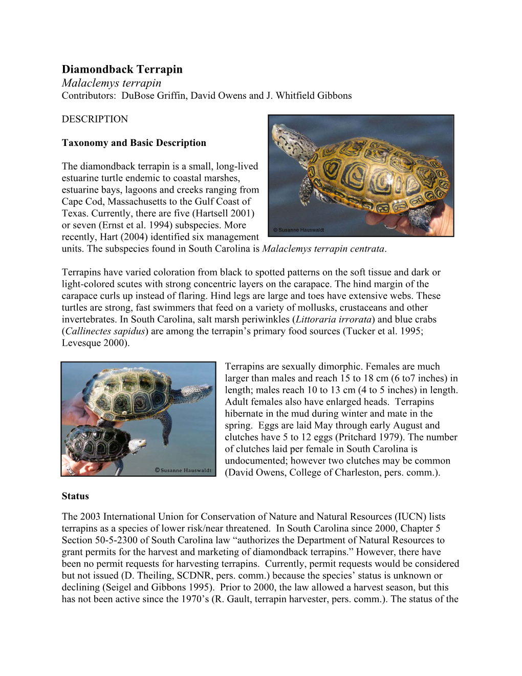 Diamondback Terrapin Malaclemys Terrapin Contributors: Dubose Griffin, David Owens and J