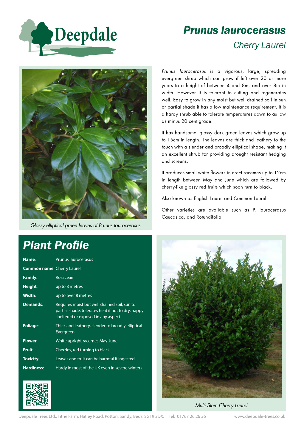 Prunus Laurocerasus Cherry Laurel