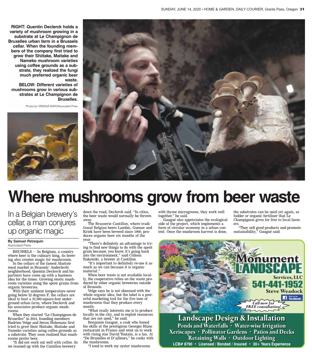 Where Mushrooms Grow from Beer Waste