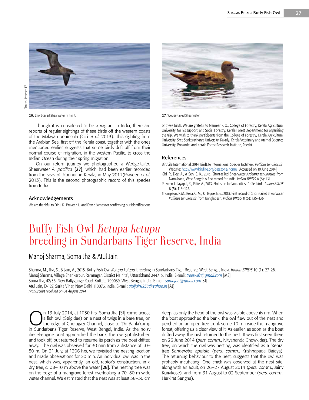 Buffy Fish Owl Ketupa Ketupu Breeding in Sundarbans Tiger Reserve, India Manoj Sharma, Soma Jha & Atul Jain
