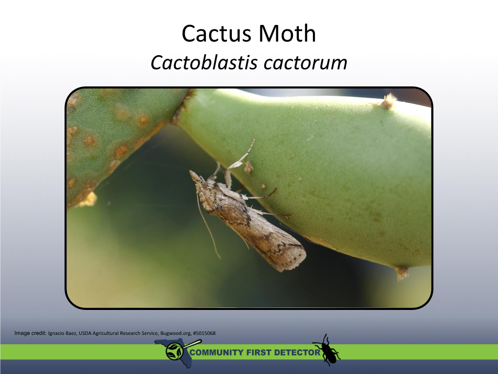 Cactus Moth Cactoblastis Cactorum