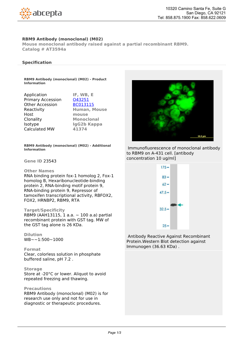 RBM9 Antibody (Monoclonal) (M02) Mouse Monoclonal Antibody Raised Against a Partial Recombinant RBM9