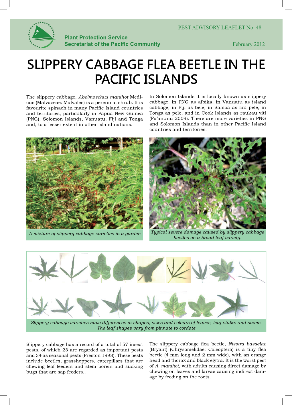 Slippery Cabbage Flea Beetle in the Pacific Islands