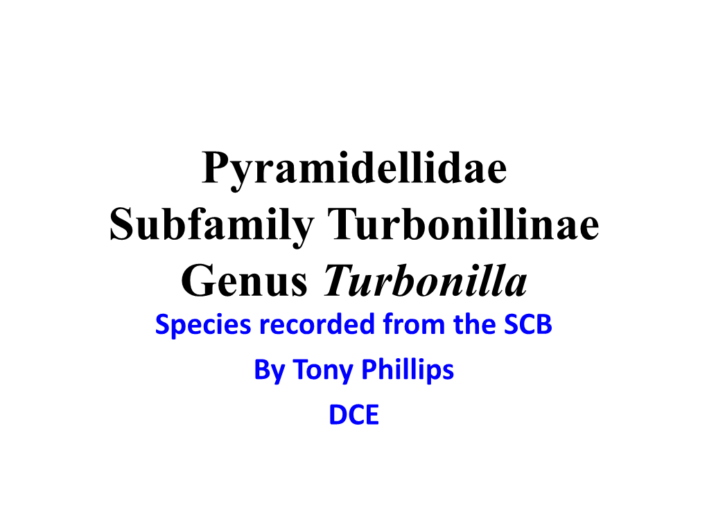 Pyramidellidae Turbonilla