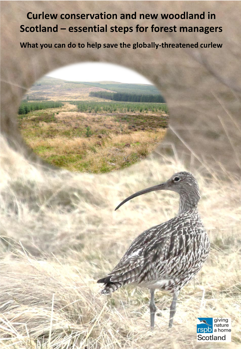 Curlew Conservation and New Woodland in Scotland – Essential Steps for Forest Managers