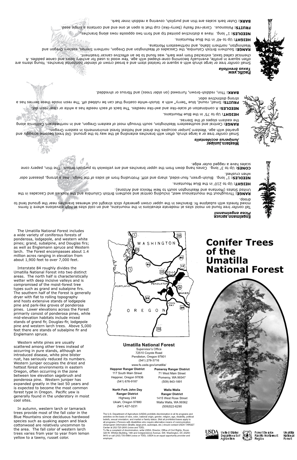 Conifer Trees of the Umatilla National Forest