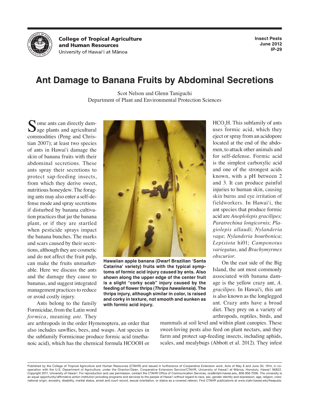 Ant Damage to Banana Fruits by Abdominal Secretions Scot Nelson and Glenn Taniguchi Department of Plant and Environmental Protection Sciences