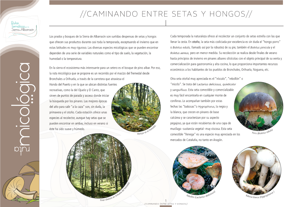 MICOLOGICA Entre Setas Y Hongos.Pdf