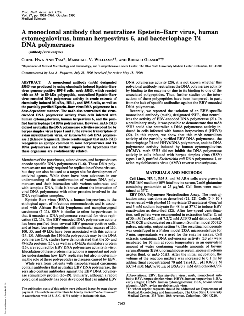 Cytomegalovirus, Human Herpesvirus 6, and Bacteriophage T4 DNA Polymerases (Antibody/Viral Enzyme) CHING-HWA ANN TSAI*, MARSHALL V