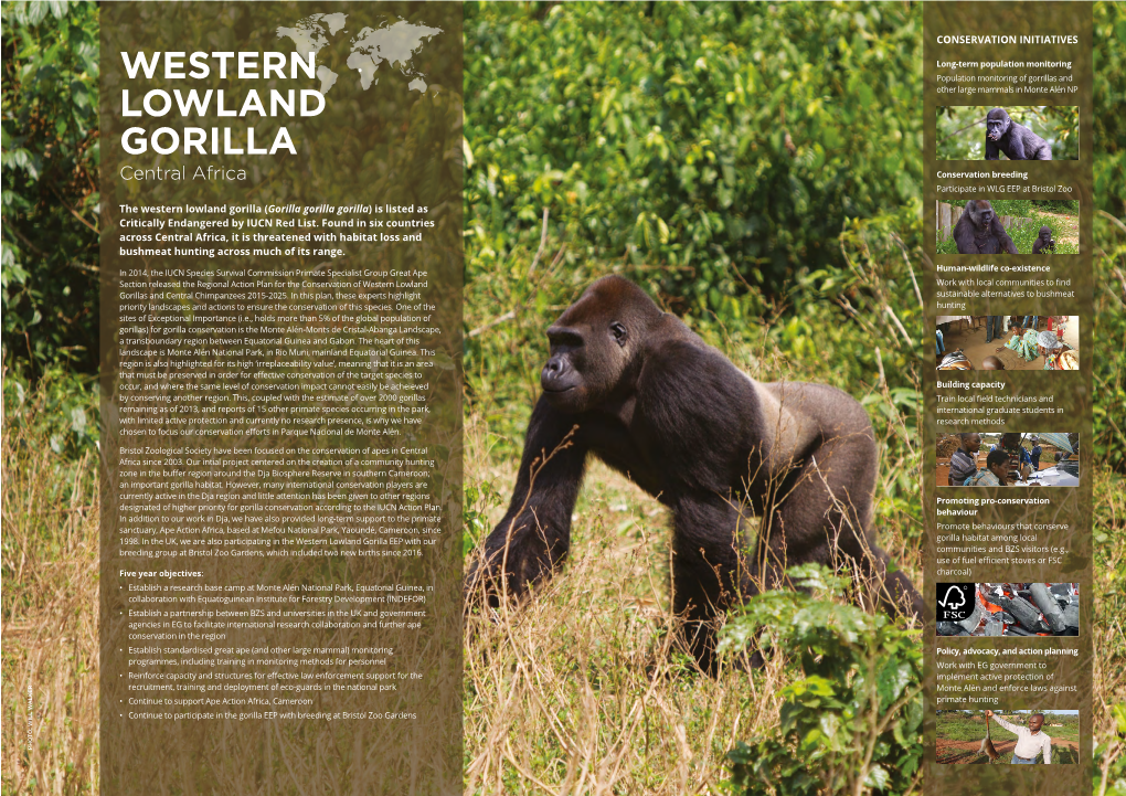 Western Lowland Gorilla (Gorilla Gorilla Gorilla) Is Listed As Critically Endangered by IUCN Red List