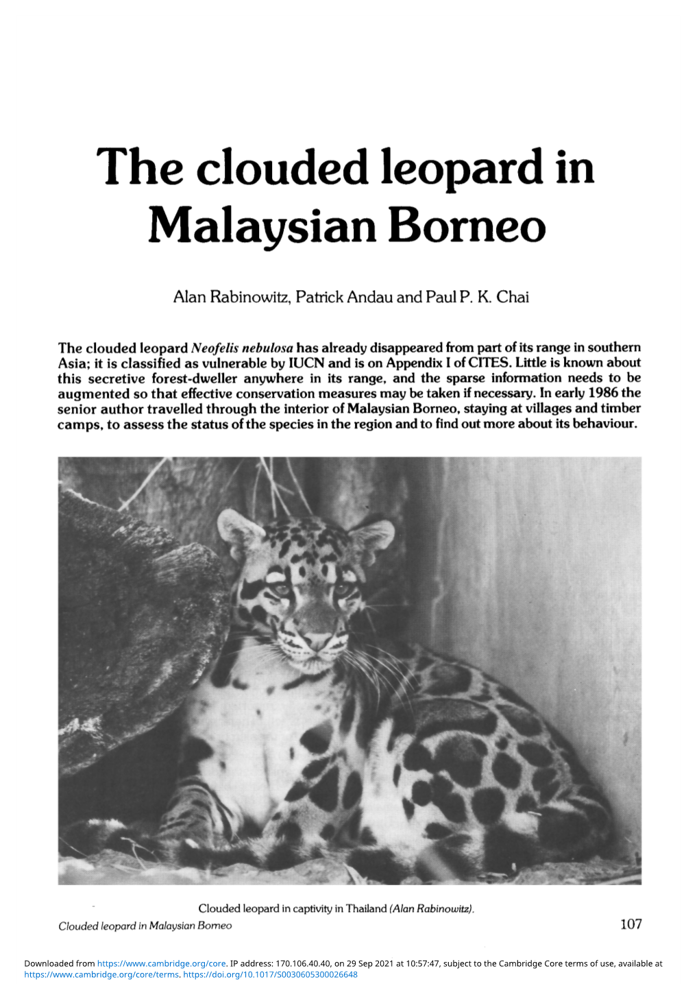 The Clouded Leopard in Malaysian Borneo