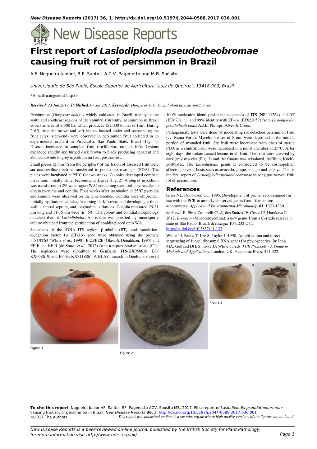 First Report of Lasiodiplodia Pseudotheobromae Causing Fruit Rot of Persimmon in Brazil