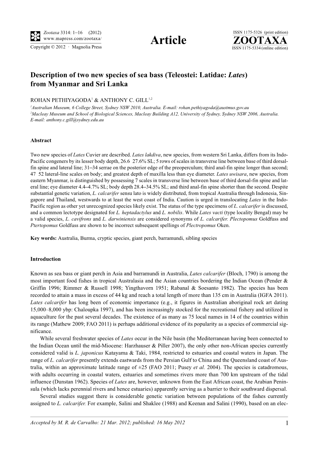 Description of Two New Species of Sea Bass (Teleostei: Latidae: Lates) from Myanmar and Sri Lanka