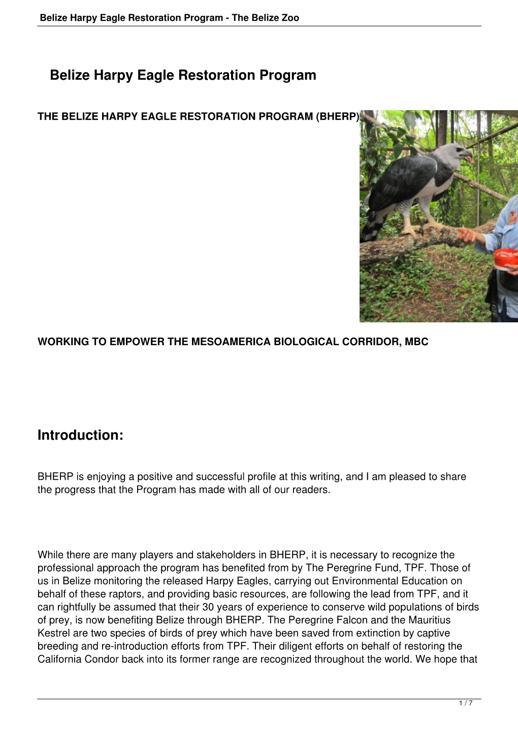 Belize Harpy Eagle Restoration Program - the Belize Zoo
