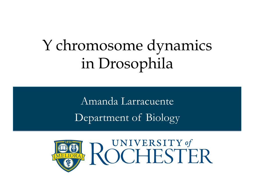 Y Chromosome Dynamics in Drosophila