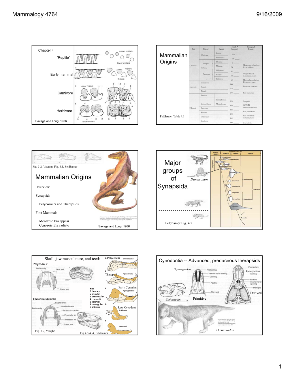 Mammalian Origins Major Groups of Synapsida