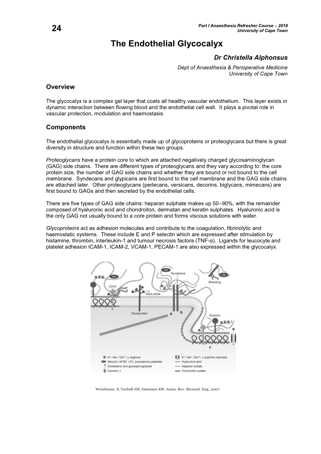 24. the Endothelial Glycocalyx (C Alphonsus)