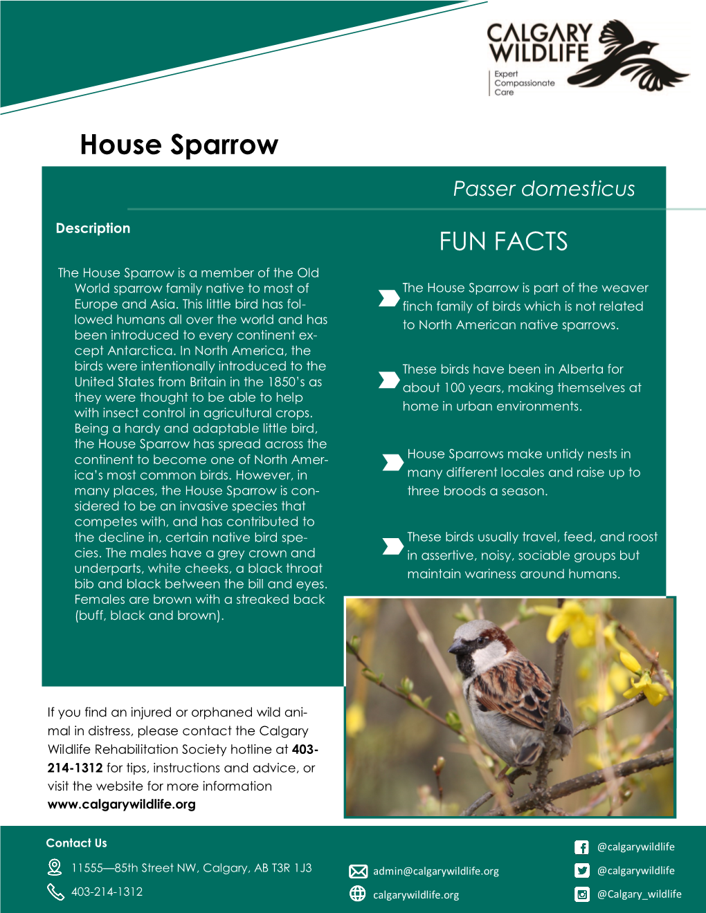 House Sparrow