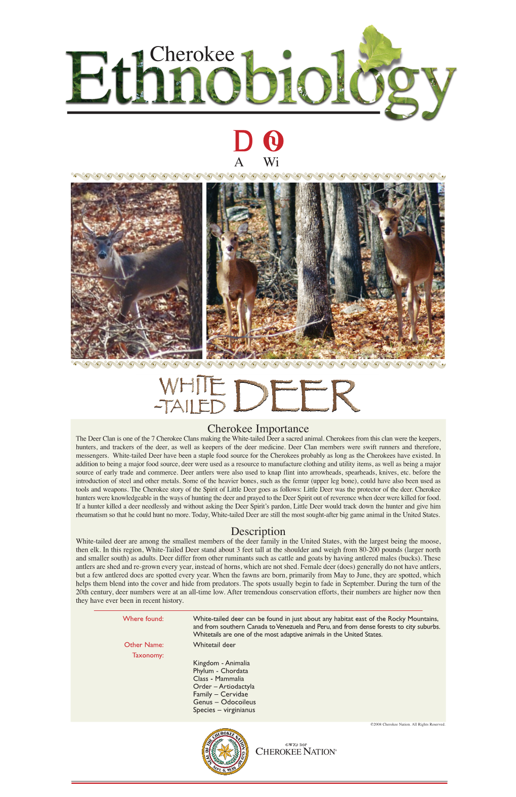 White-Tailed Deer a Sacred Animal