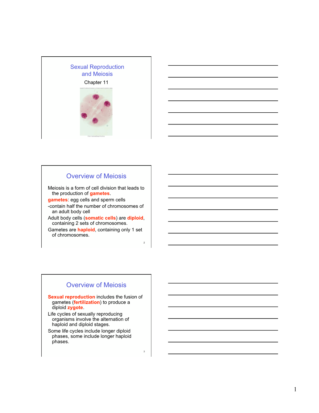 Overview of Meiosis