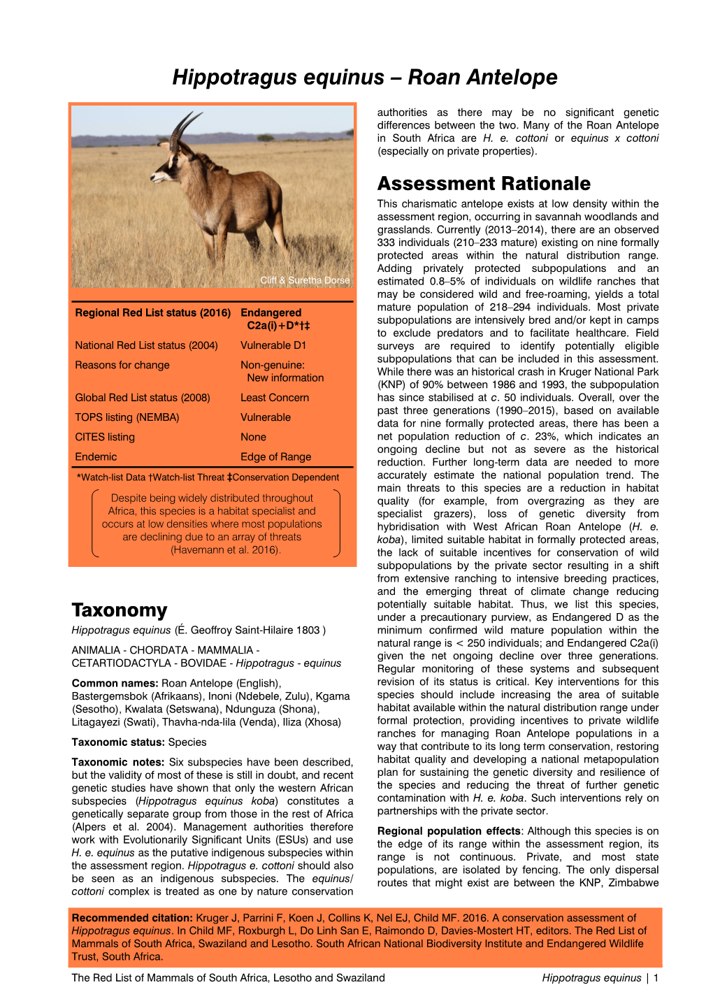 Hippotragus Equinus – Roan Antelope