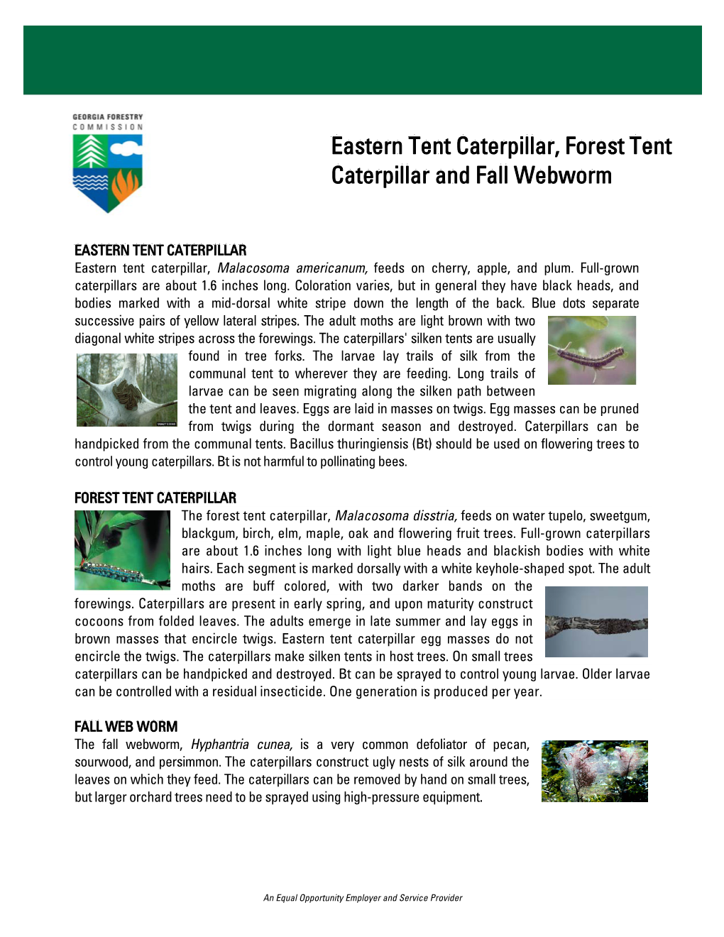 Eastern Tent Caterpillar, Forest Tent Caterpillar and Fall Webworm