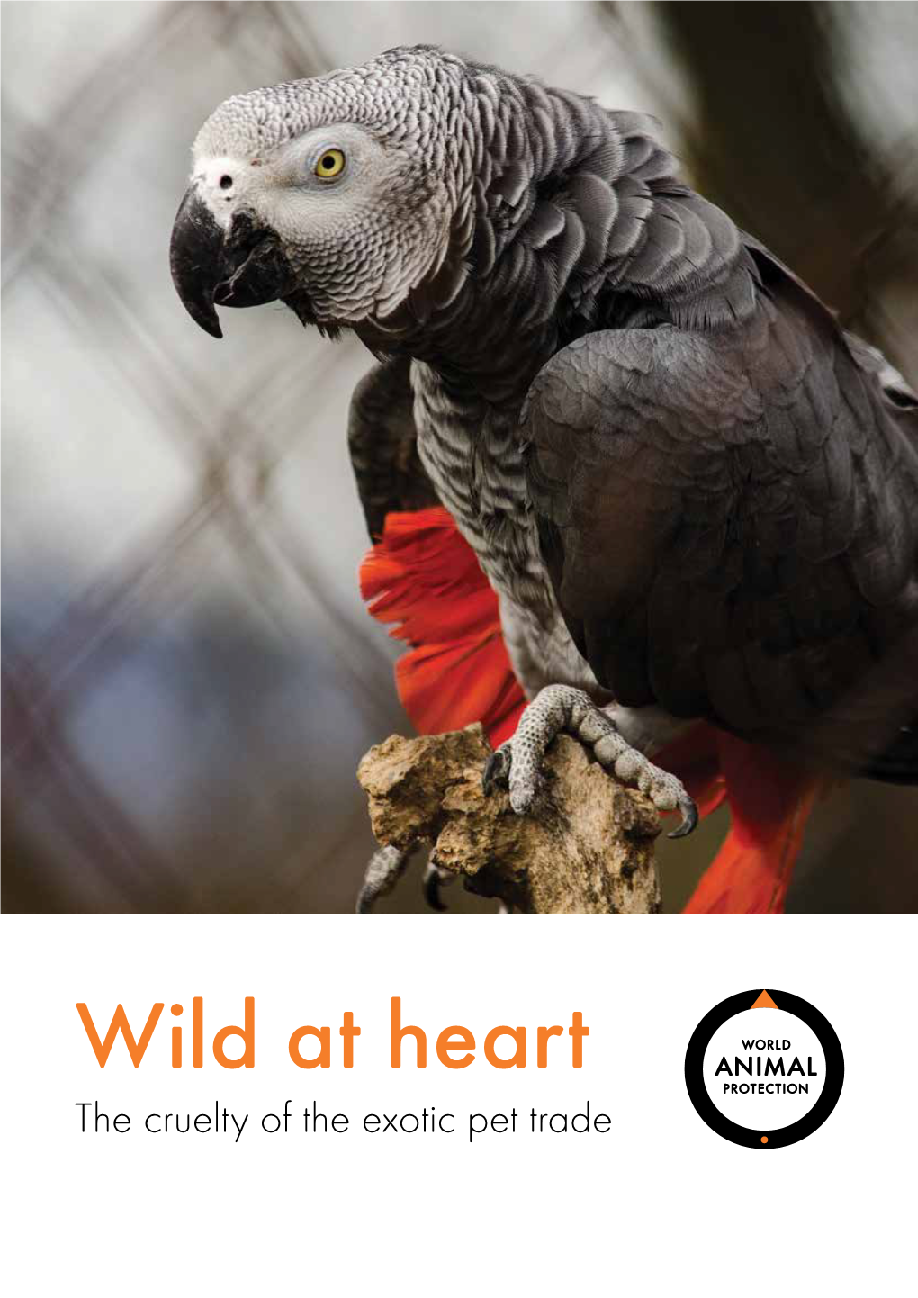 Wild at Heart the Cruelty of the Exotic Pet Trade Left: an African Grey Parrot with a Behavioural Feather-Plucking Problem, a Result of Suffering in Captivity