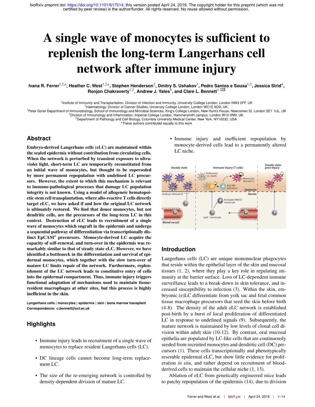 A Single Wave of Monocytes Is Sufficient to Replenish the Long-Term