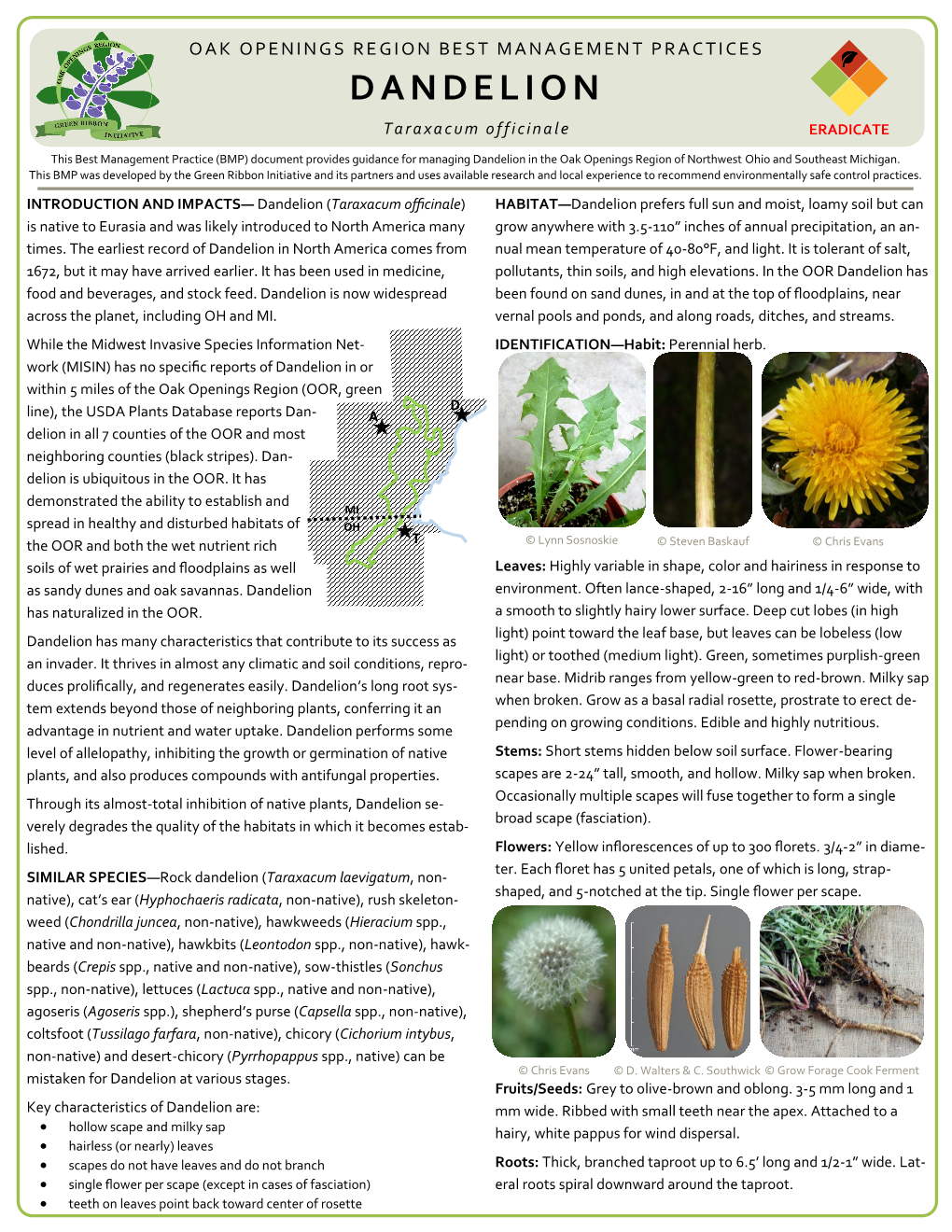 DANDELION Taraxacum Officinale ERADICATE