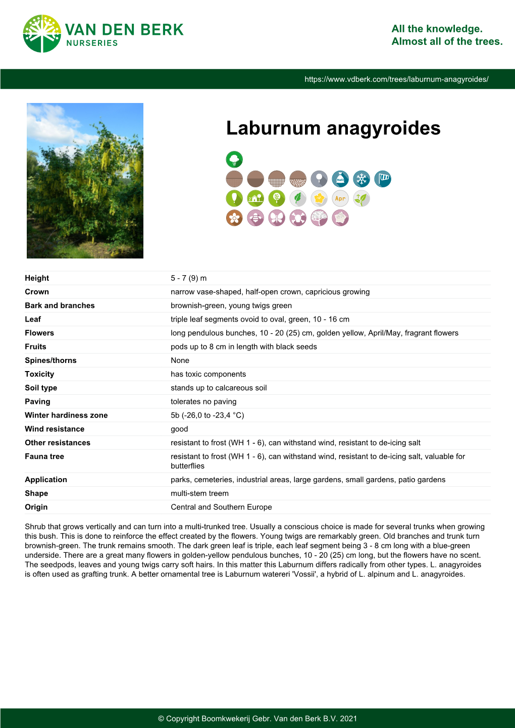 Laburnum Anagyroides