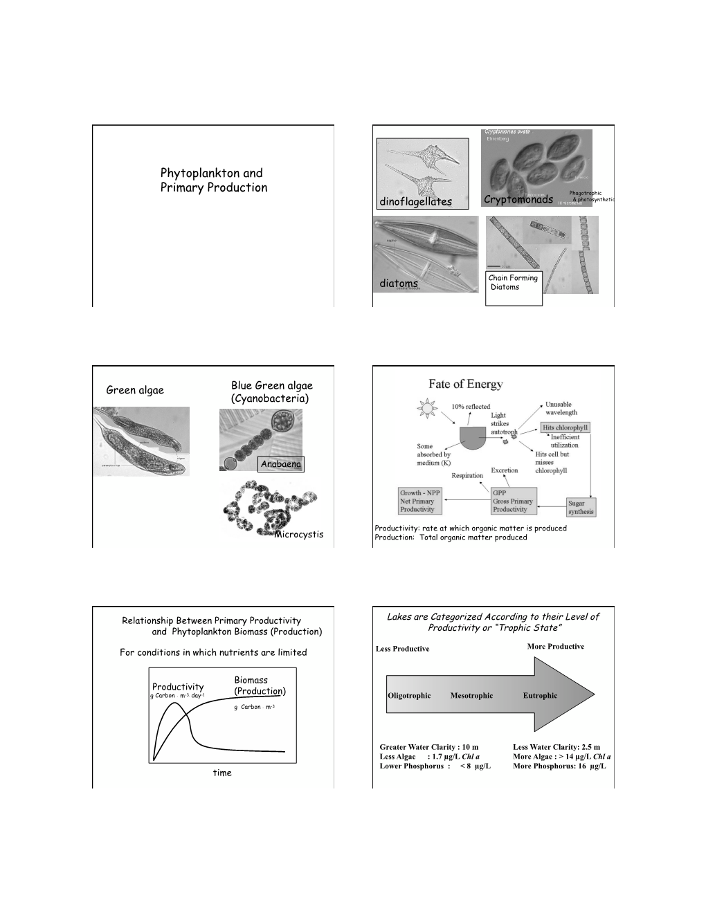 Phytoplankton and Primary Production