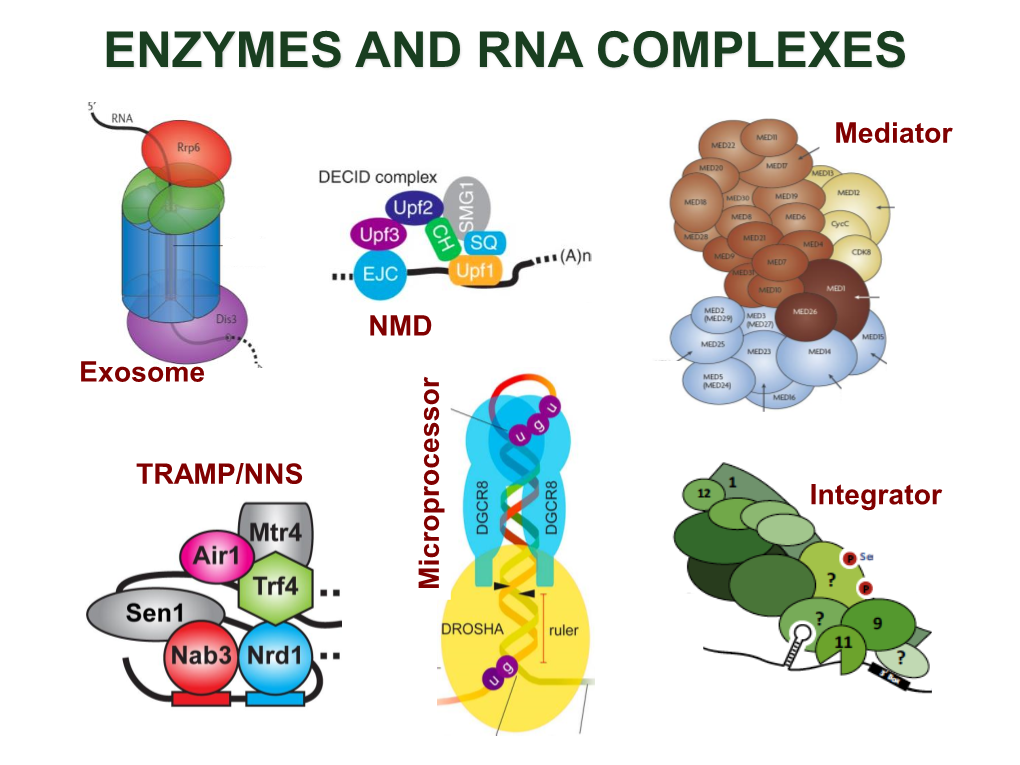 Enzymes and Rna Complexes