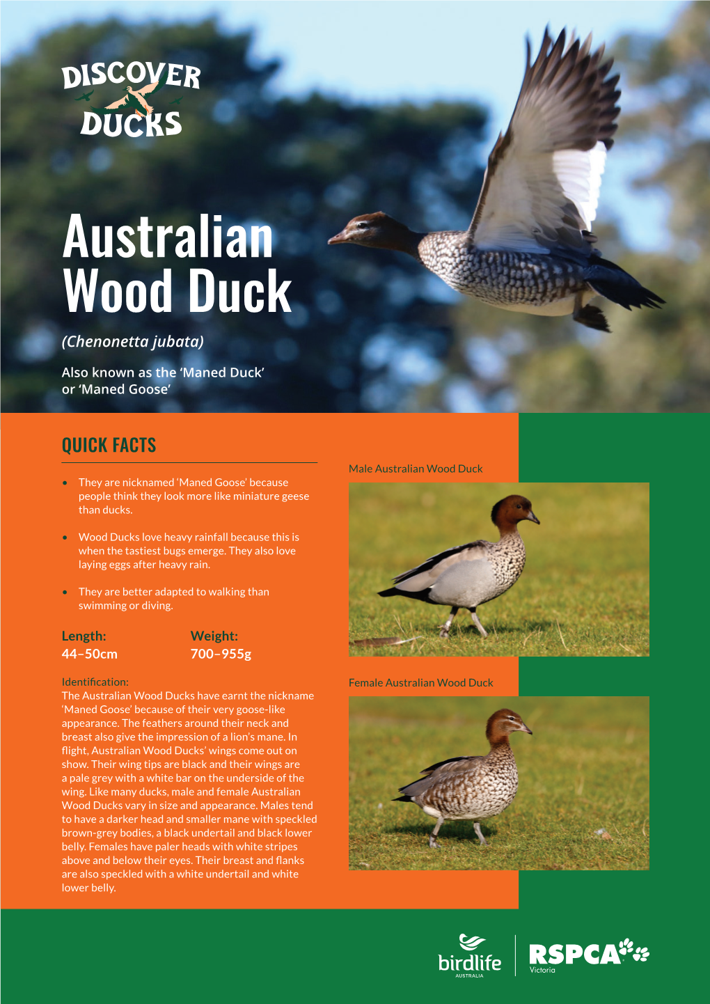 Australian Wood Duck (Chenonetta Jubata)